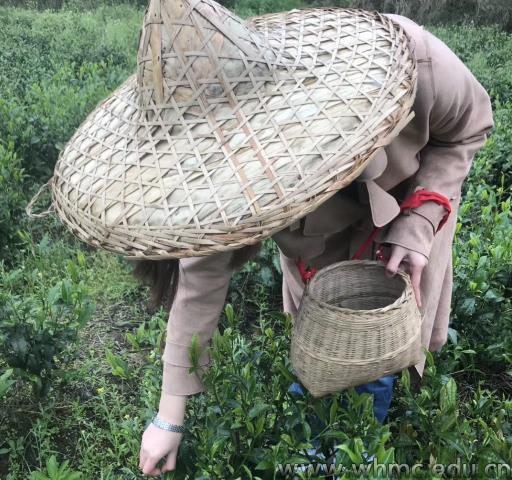 问鼎娱乐